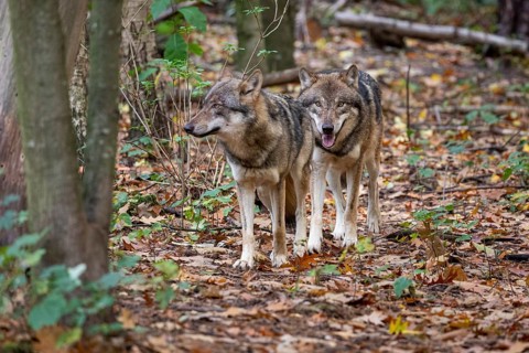 Gray wolves