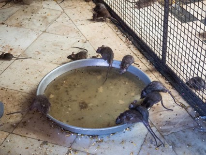 Sacred Rats