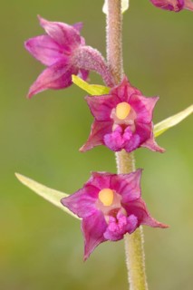 Dark red helleborine