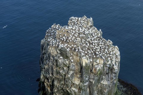 Gannet colony on the rock needle Stori Karl