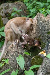 Female Crab-eating macaque