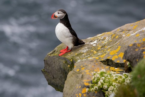 Puffin