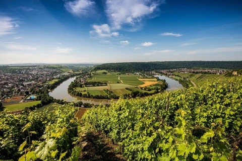 Neckar Loop and Vineyards