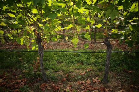Irrigated vines