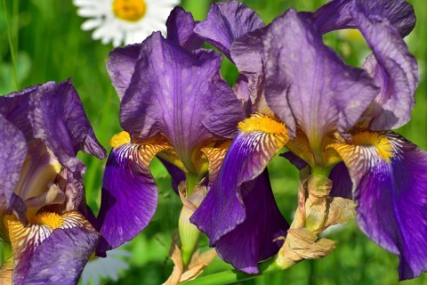 Blue-violet flowers of an iris