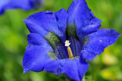 Flowering Stemless gentian