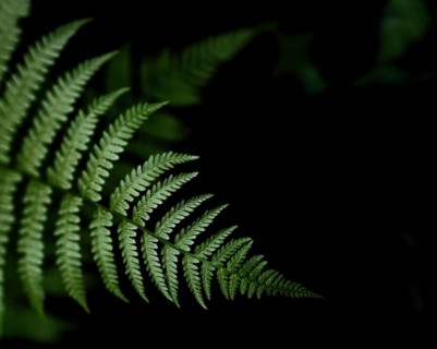 Fern at viewpoint Ilmenau balcony