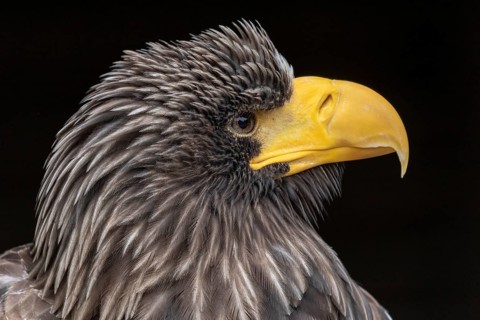 Portrait Giant Sea Eagle