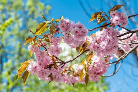 Cherry blossoms on a tree at Schrannenplatz