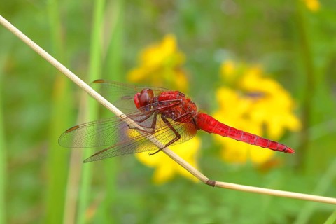 Scarlet dragonfly