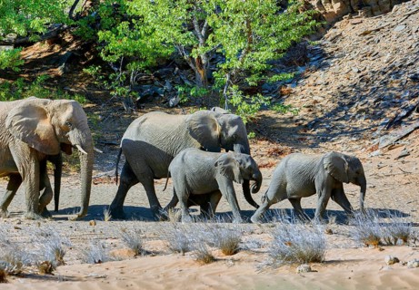 African elephant