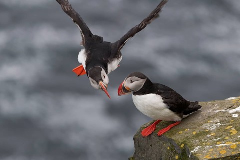 Puffin