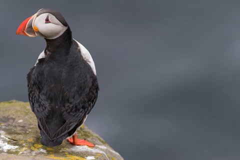 Puffin