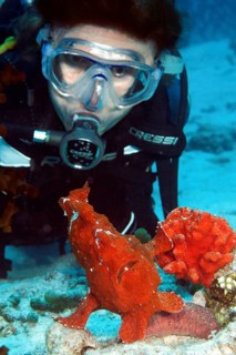 Diver looking at red giant frogfish
