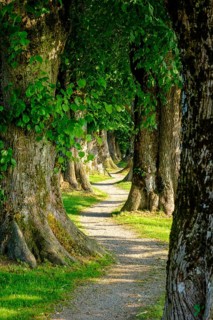 Allee