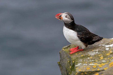 Puffin