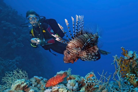 Diver looking at Indian common lionfish