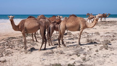Herd of WWild Dromedary