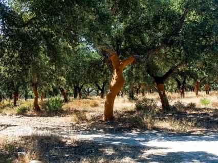 Cork oak