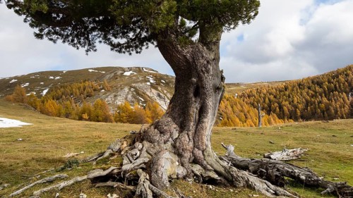 Swiss stone pine on an alpine meadow