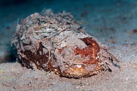 Sea cucumber also sea cucumber or holothuria
