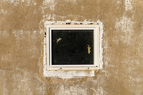 Two lizards on the window of unfinished house