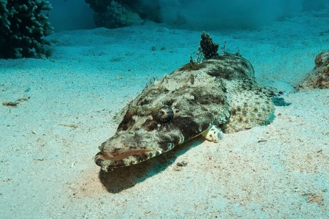 Tentacled flathead
