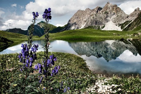 Lake with purple flowers and mountain landscape
