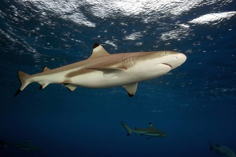 Blacktip reef shark