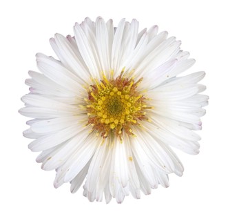 Panicled aster