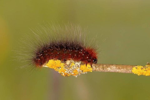 Garden tiger moth