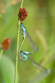 Blue-tailed damselfly