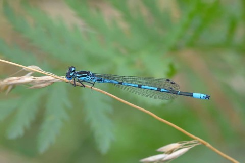 Azure damselfly