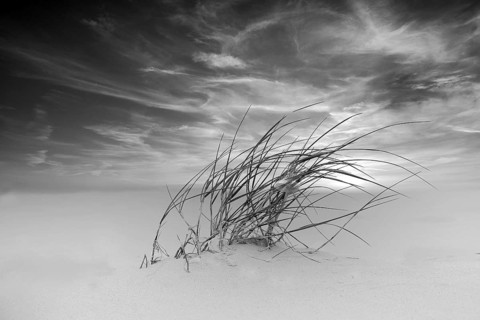 Lyme grass