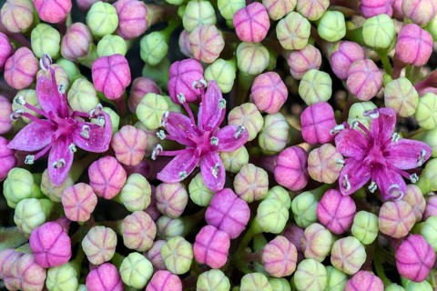 Bigleaf Hydrangea