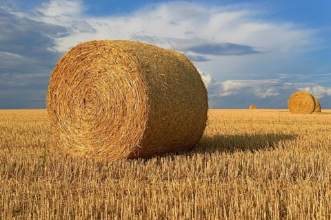 Grain field
