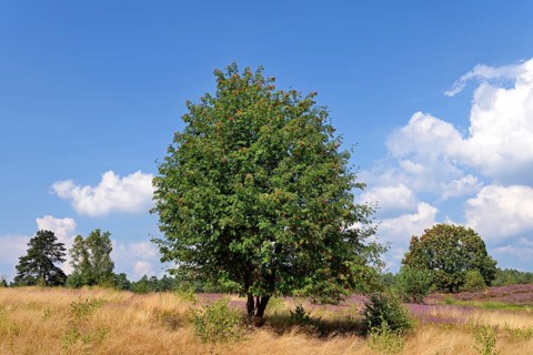 Heathland