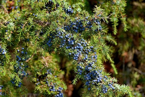 Common juniper