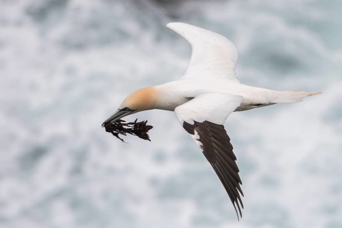 Flying Northern gannet