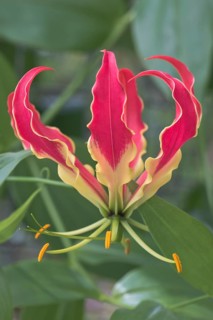 Fire lily