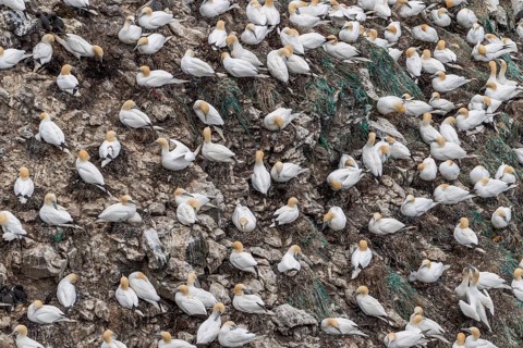 Gannet colony