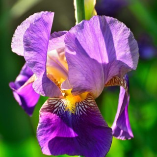 Blue-violet flower of an iris
