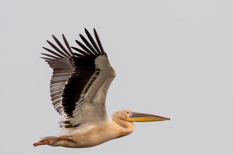 Dalmatian pelican