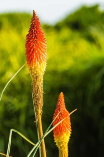 Red Hot Poker