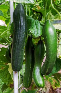 Cucumber