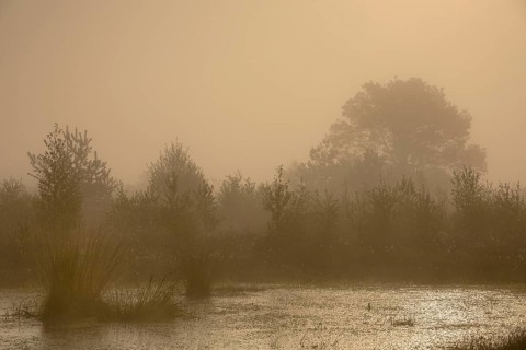Rehdener-Geestmoor