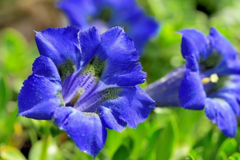 Flowering Stemless gentian