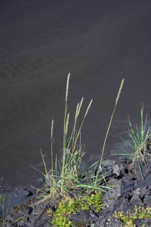 Grass and lava sand at the edge of the Eldhraun lava field