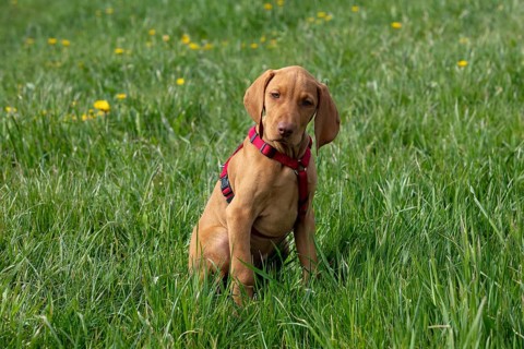 Hungarian or Magyar Vizsla or Smooth-Haired Vizsla