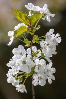 Cherry blossoms